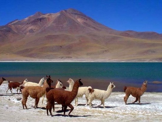 Chili, le désert d'Atacama