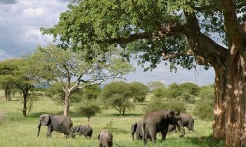 Préparer son voyage en Tanzanie