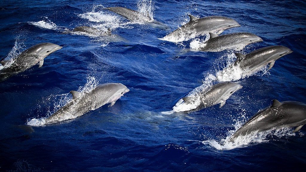 Observation de dauphins en Martinique