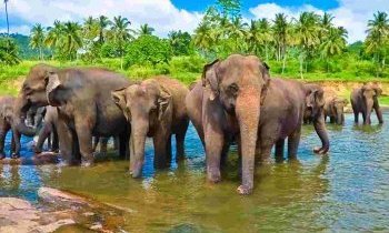 Voyage au Sri lanka