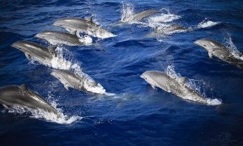 Observation de dauphins en Martinique