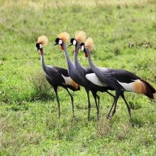 Safari en Ouganda