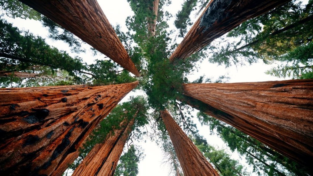 Découvrir le Parc national de Séquoia