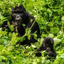 Safari en Ouganda