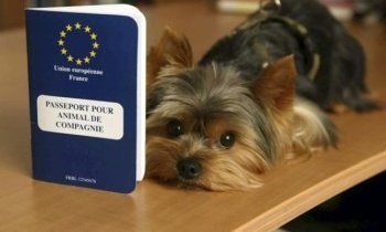 Le passeport pour chien, nécessaire pour partir accompagné