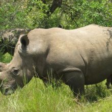 Safari en Ouganda