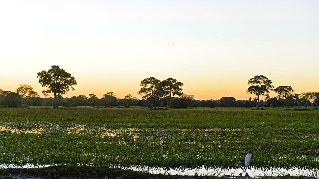 Brésil : Explorer le Pantanal