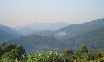 Forêt de Bwindi en Ouganda
