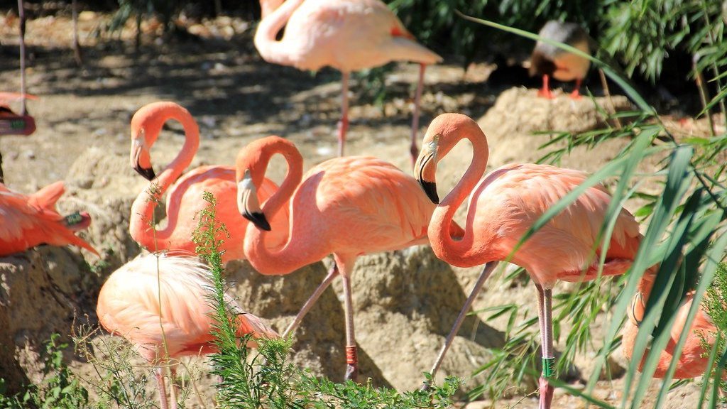 Parc des oiseaux, Villars les Dombes