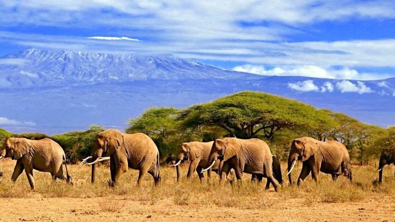 Safari en Tanzanie