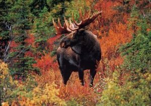 Québec, visitez les Laurentides