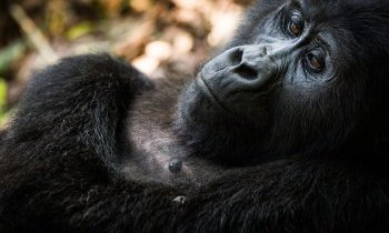 Les parcs nationaux en Ouganda