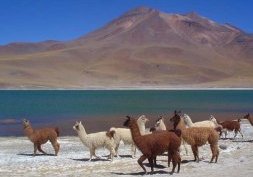 Chili, le désert d'Atacama