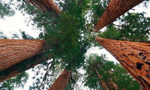 Découvrir le Parc national de Séquoia