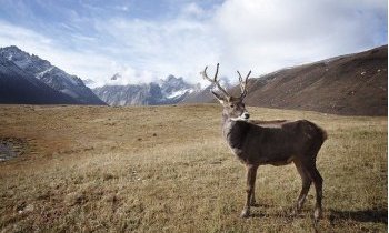 Alaska, la frontière du nord