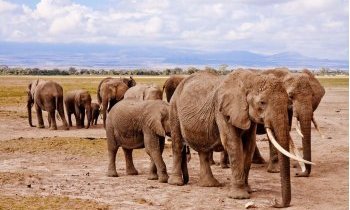 Safaris en Afrique, une aventure inoubliable