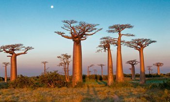 Madagascar, l'île rouge