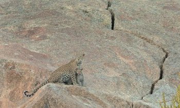 Bera, en Inde