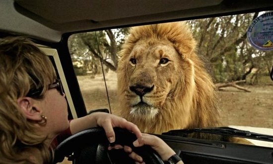 Faire un safari en Afrique du Sud