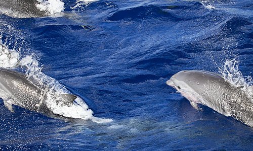 Observation de dauphins en Martinique