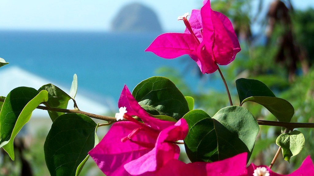 Martinique, l'île aux Fleurs