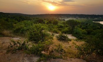 Safari en Ouganda : découvrez la Perle de l'Afrique