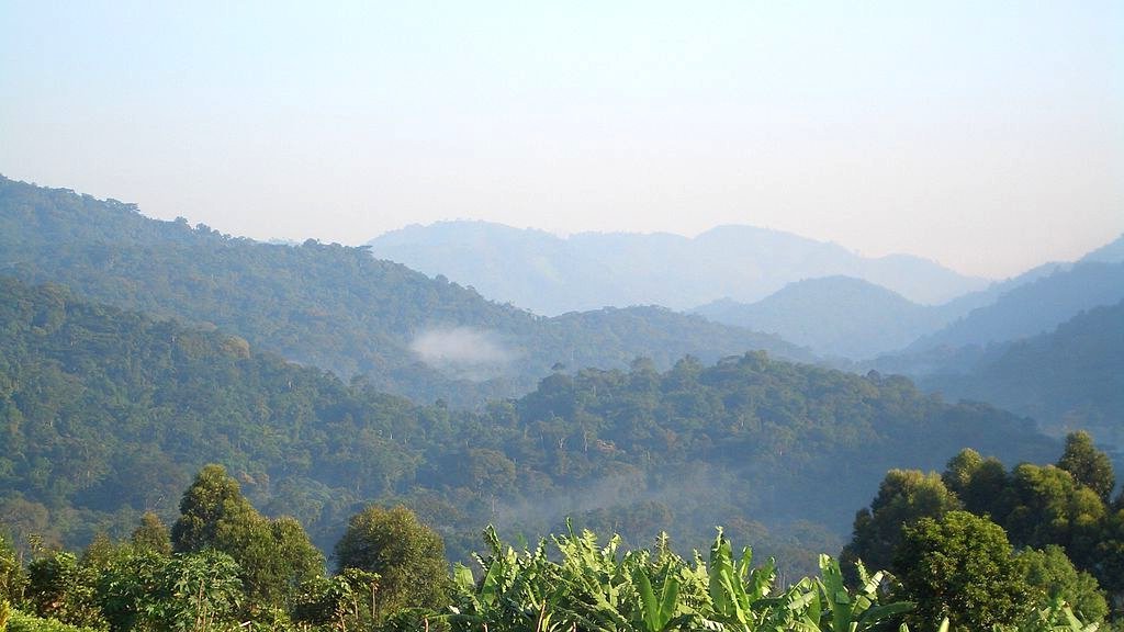 Forêt de Bwindi en Ouganda