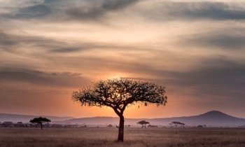 Tanzanie, entre savanes et plages idylliques