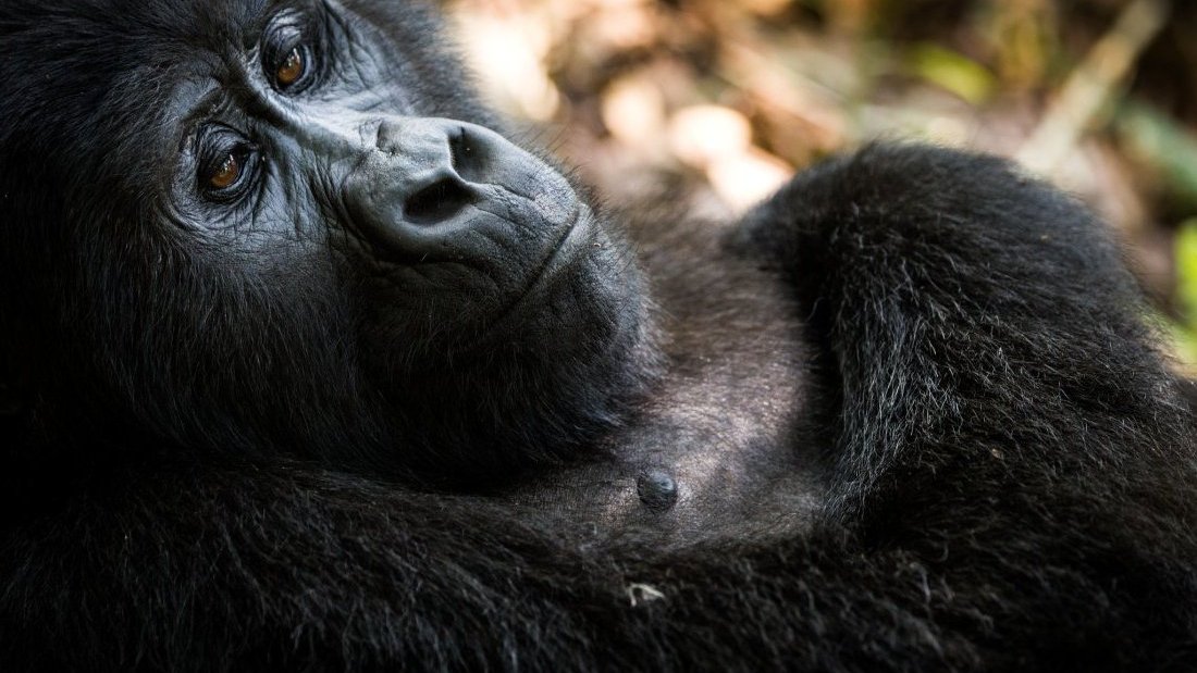 Les parcs nationaux en Ouganda