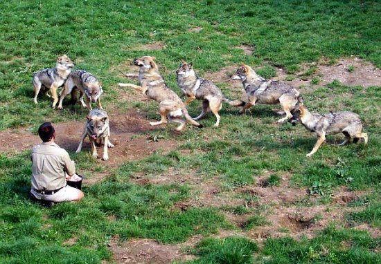 Parc des loups à Courzieu
