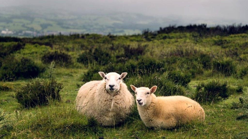 Gibbs Farm en Nouvelle-Zélande
